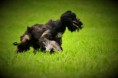 /album/windhunde-coursing/a1-15-jpg/